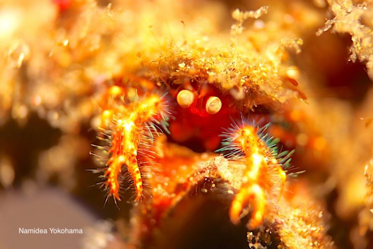 ロボコンことアナモリチュウコシオリエビ