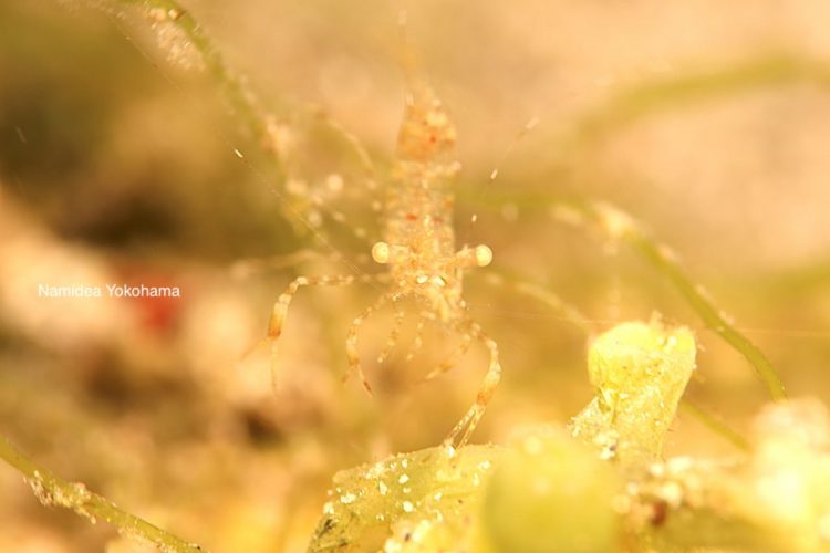 透明すぎて、なかなか認識できない…名前のわからないエビ