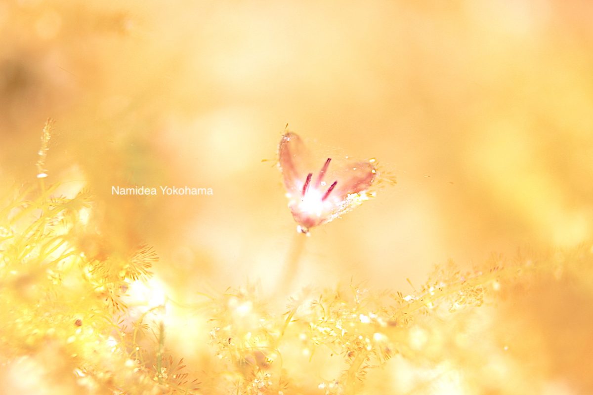 何気に一番感動したウミヒルモの花