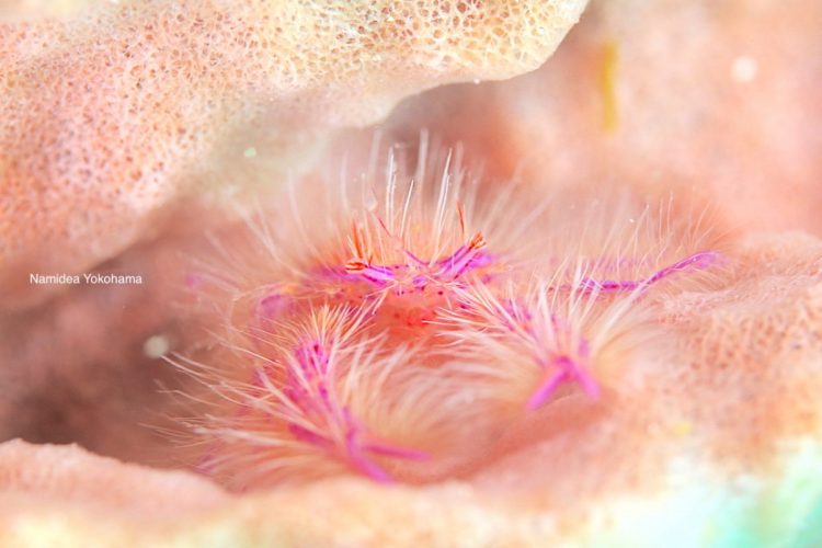 ナイトダイビングのアイドルはピンクスクワットロブスター