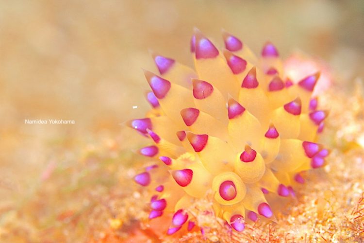 思ったより大きかった!見たかったウミウシの一つ!サーシャコヤナギウミウシ