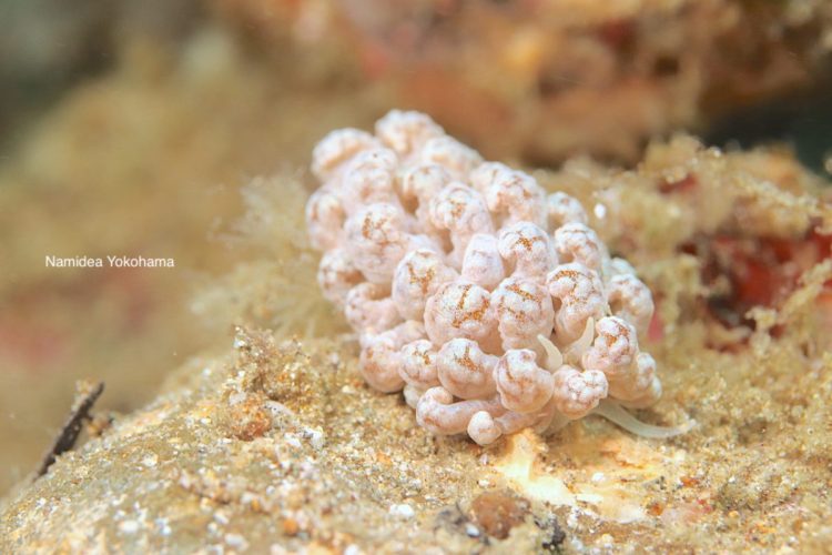 アニラオ マクロ天国!名前の知らないウミウシばっかり