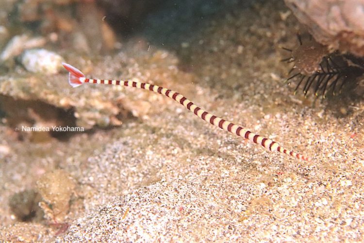 アニラオの締めくくりはオイランヨウジ