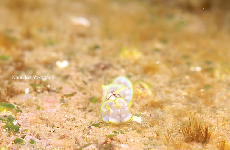ナミディア スタッフ休日ダイビング 大瀬崎 湾内 極小コンシボリガイ