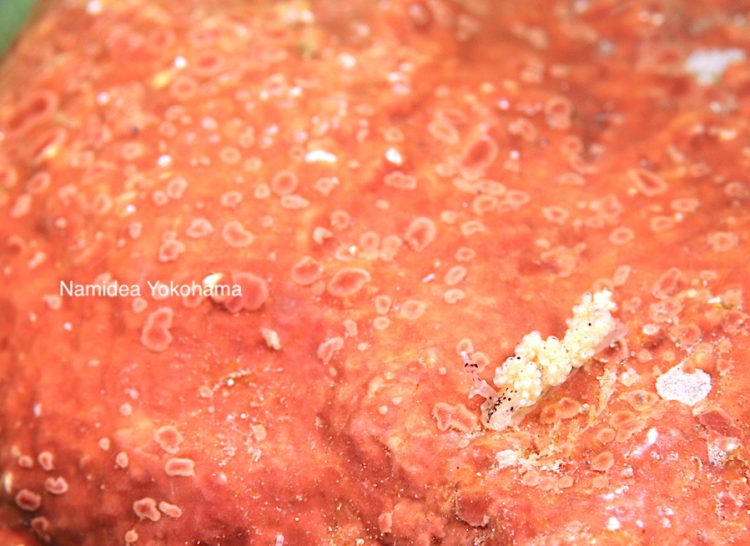 大瀬崎 ウミウシ探索 小さすぎて認識できない