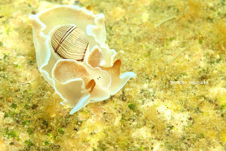 ヒメヤカタガイはミスガイより小さめサイズ