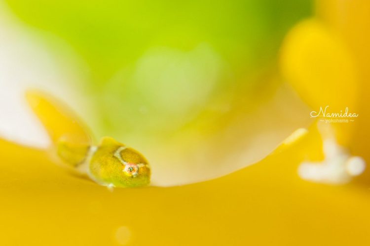 魚類 海の生き物図鑑 横浜のスキューバダイビングショップ Namidea ナミディア