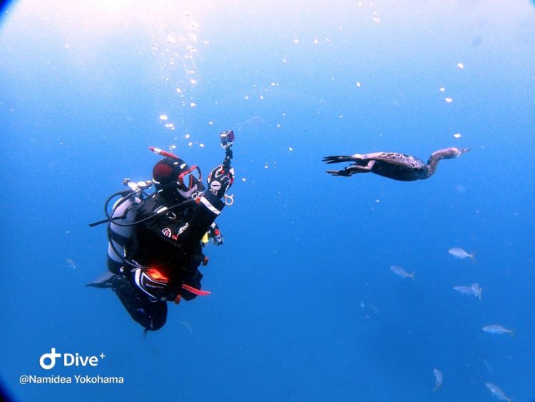 Namidea Yokohama 伊戸シャークダイブ！