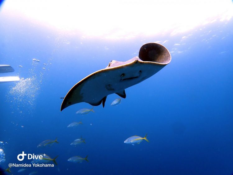 Namidea Yokohama 伊戸シャークダイブ！