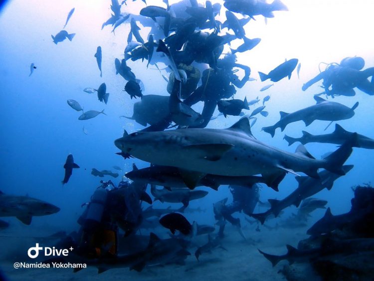 Namidea Yokohama 伊戸シャークダイブ！