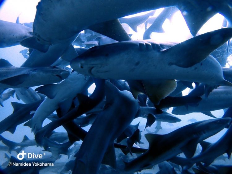 Namidea Yokohama 伊戸シャークダイブ！