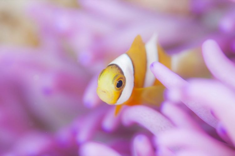 Namidea 海の生き物図鑑　クマノミ