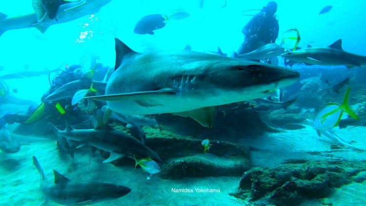 房総半島・伊戸ツアーシャークスクランブル