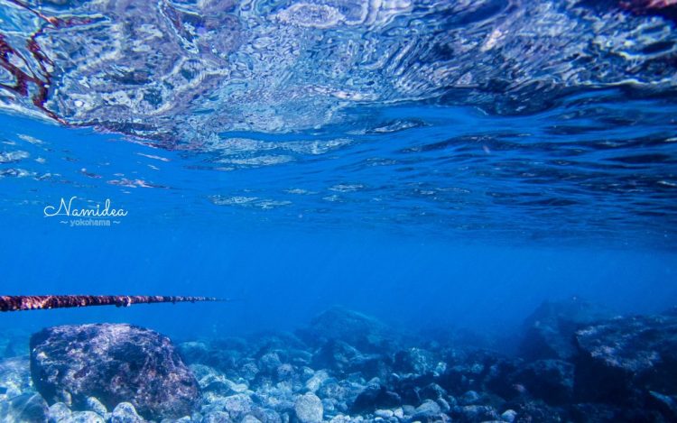 Namidea Yokohama 1月最終平日ツアー！