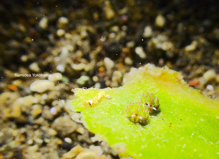 クサイロモウミウシ もっと撮りたかった…