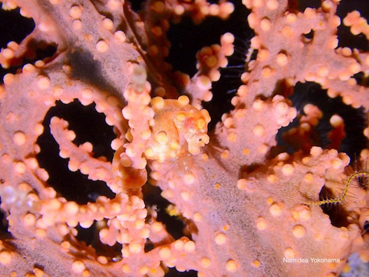 フィリピンアニラオ マクロ天国 ピグミーシーホース