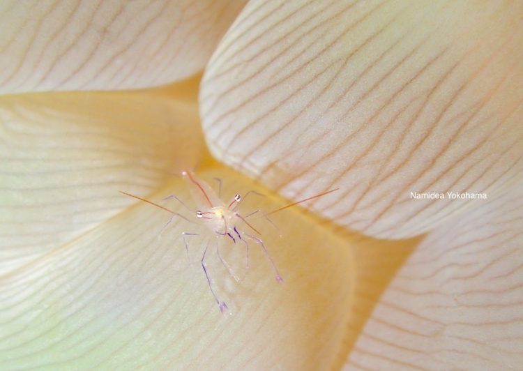 フィリピンアニラオ 調査トリップ　バブルコーラルシュリンプ