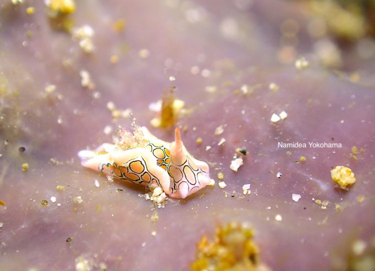 アニラオ マクロ天国 不意打ち登場!トウモンウミコチョウ