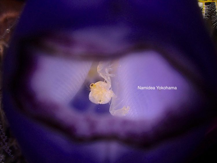 ナミディア フィリピンアニラオ 初めて見ました!ホヤカクレエビ