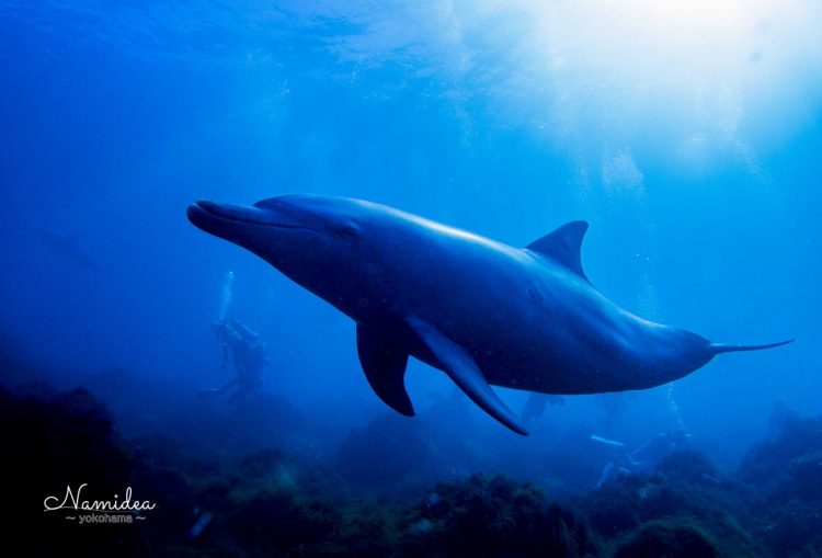 Namidea 快晴の初島ツアー！