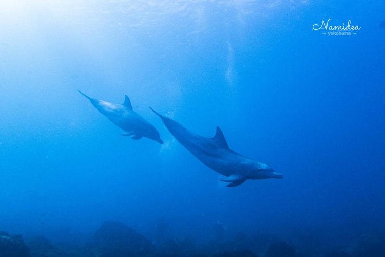 Namidea 快晴の初島ツアー！