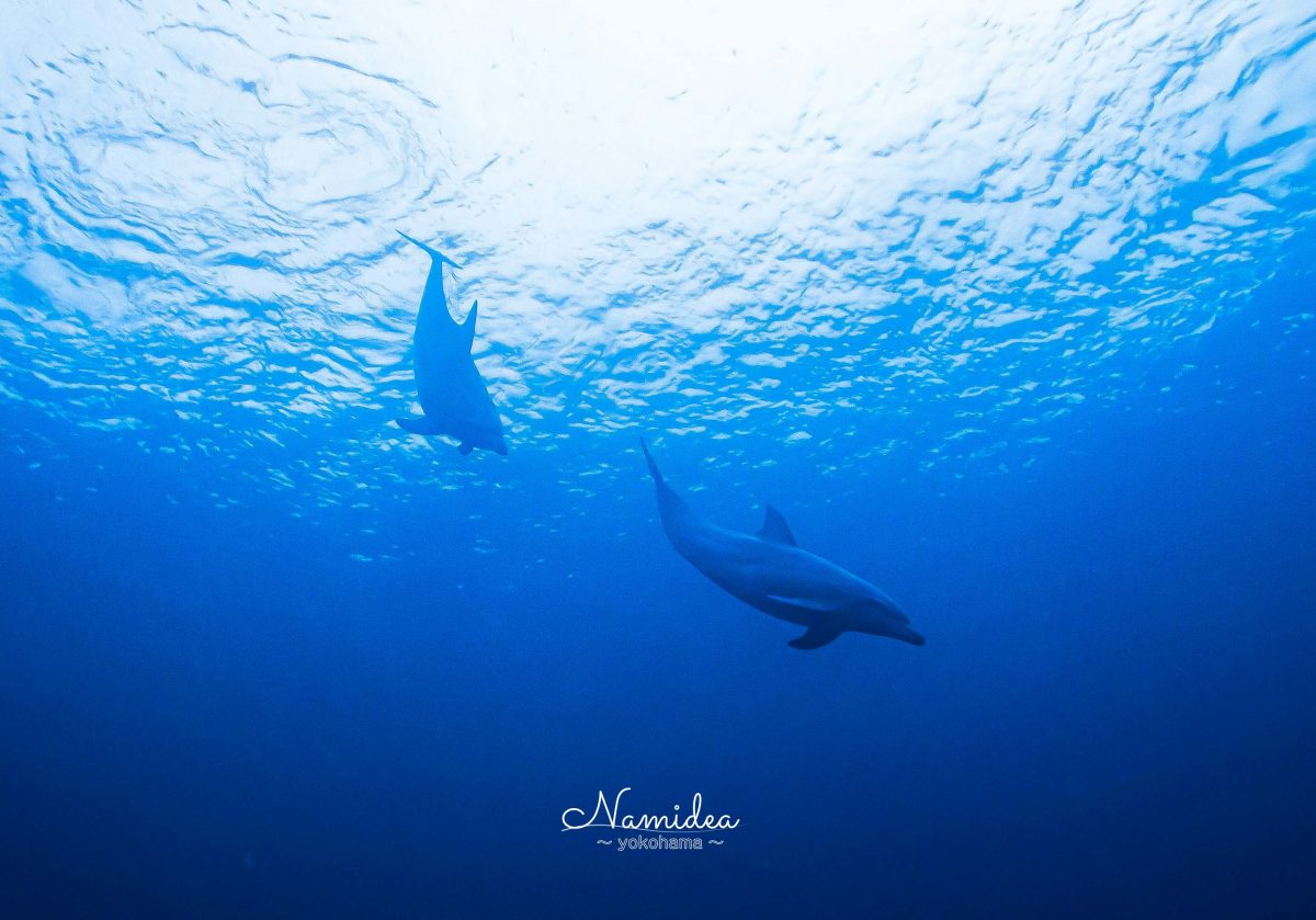 Namidea 初島イルカツアー！