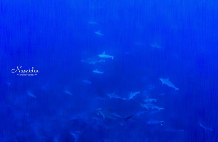 Namidea Yokohama 神子元勉強会!