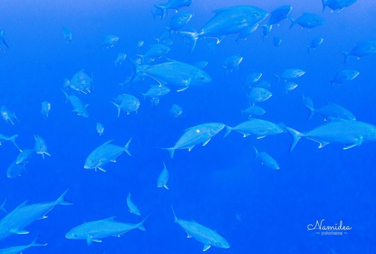 Namidea Yokohama 神子元勉強会!