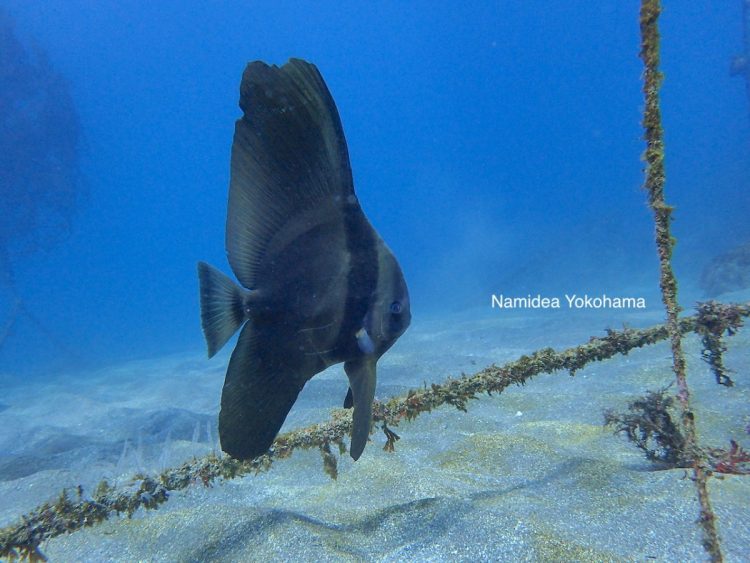 神奈川県とは思えないほど美しい景色