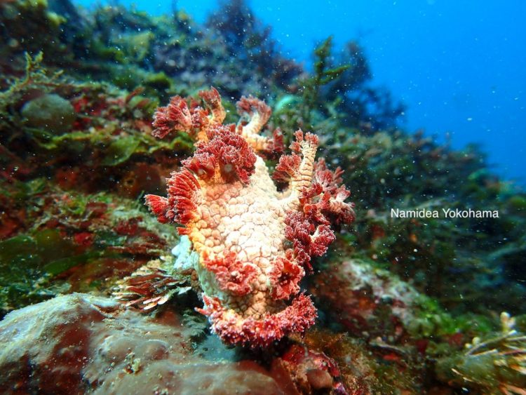 出会ったことのないウミウシに遭遇しました！ニシドマリハナガサウミウシ