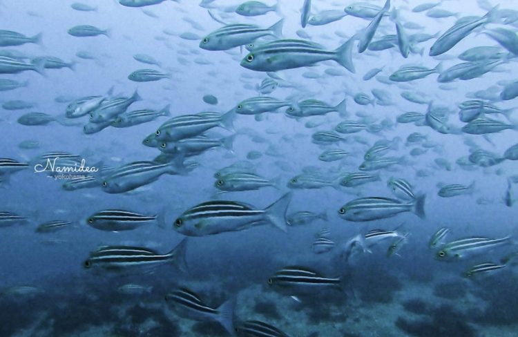 Namidea Yokohama 秋の浜の群れ!