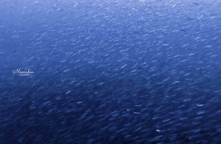 Namidea Yokohama 秋の浜の群れ!