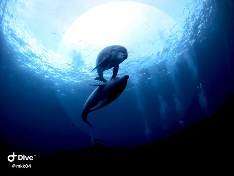 Namidea Yokohama 1月最終平日ツアー！