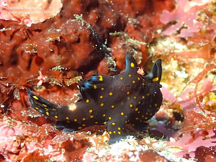 今日は東伊豆ツアー!珍しい黒い隈取りカエルアンコウはヨコバマに登場中!