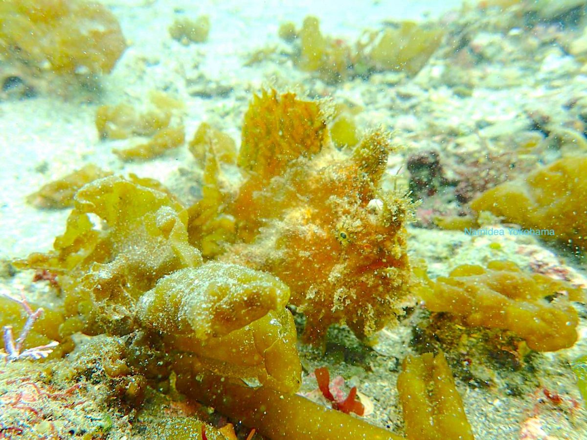 城ヶ島 海藻にまみれていきなりの登場 カエルアンコウ