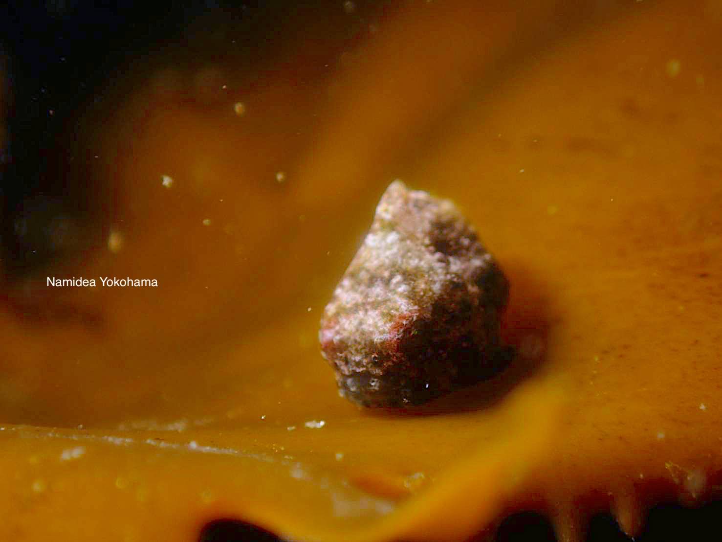 あずき色?のダンゴウオ