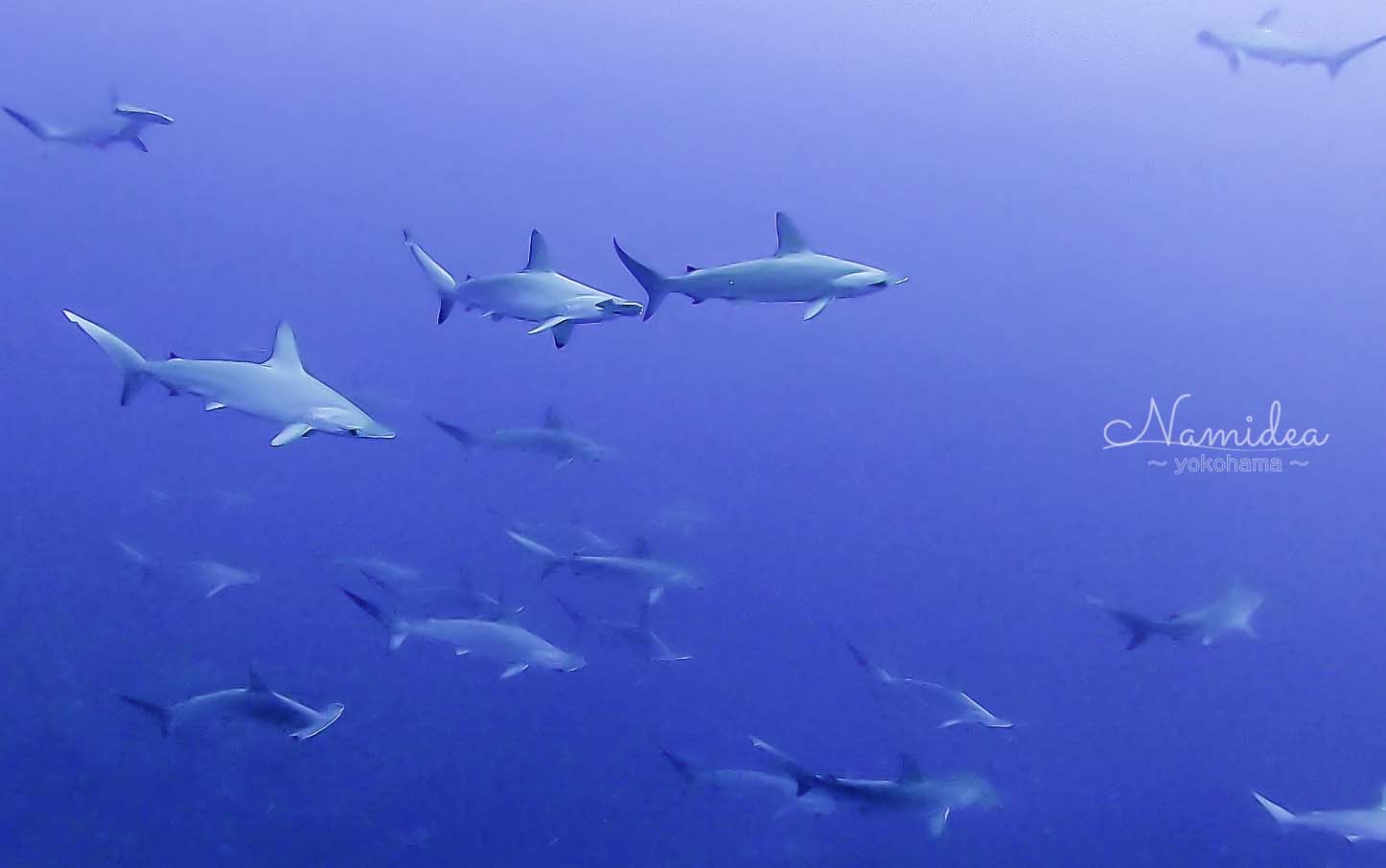 Namidea Yokohama 春の三連休!