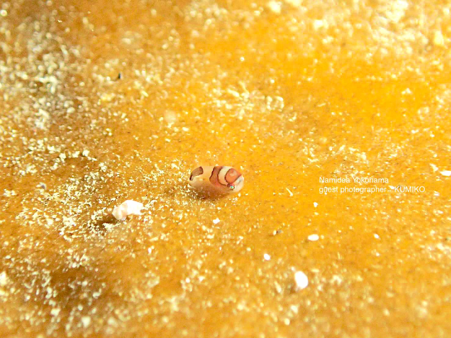 めちゃめちゃ動く天使のダンゴウオ