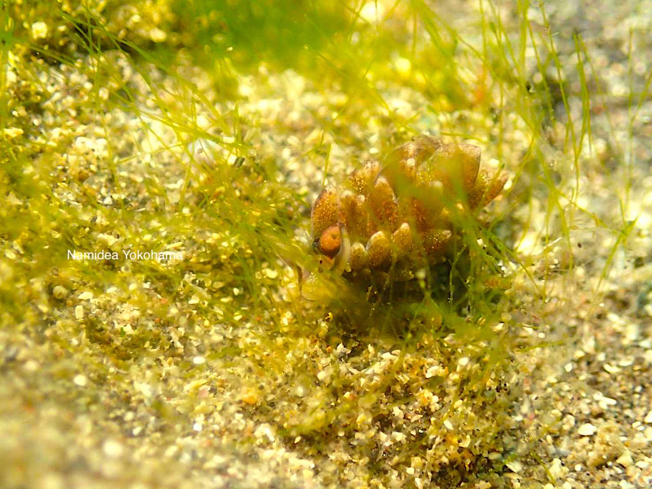 かろうじてのオオアリモウミウシ