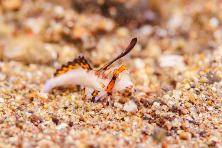 フィリピン・アニラオ イッポンテグリ