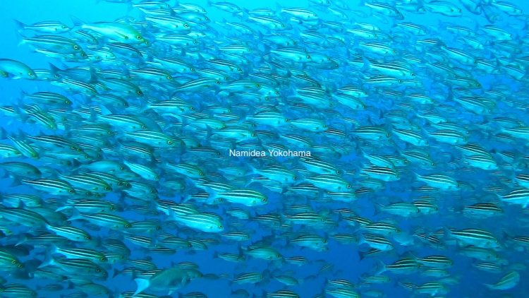 伊豆大島秋の浜 このイサキの凄さ伝わりますか!?