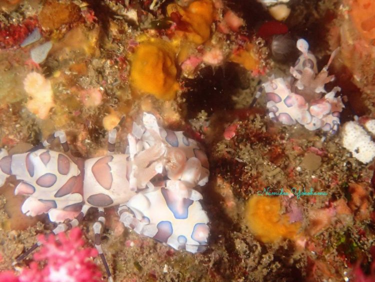 フリソデエビのペアはまだまだ頑張っています!