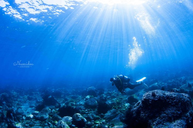 2020Namidea伊豆大島ツアー風景!