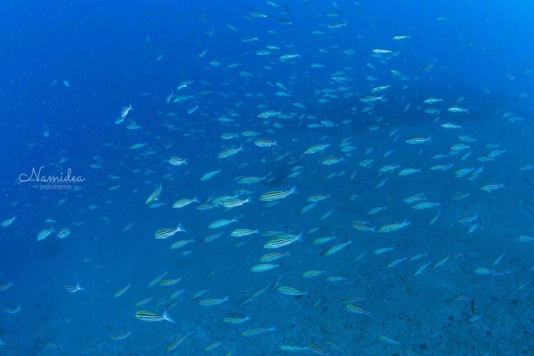 2020Namidea伊豆大島ツアー風景!