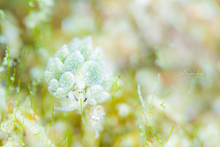 Namidea 海の図鑑 オオアリモウミウシ