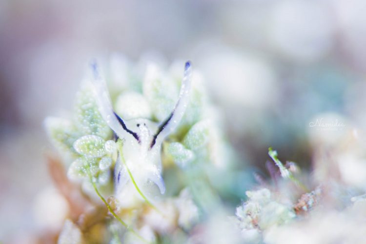 オオアリモウミウシ