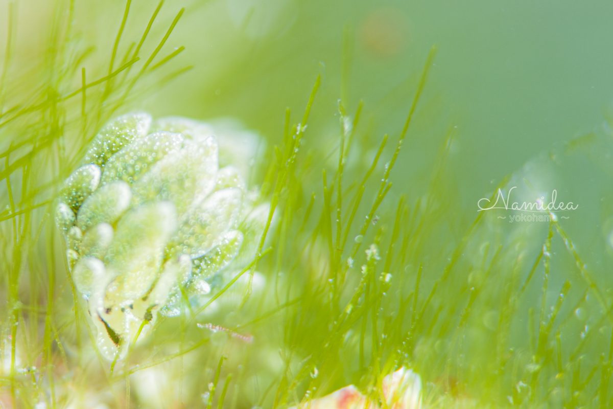 Namidea オオアリモウミウシ!