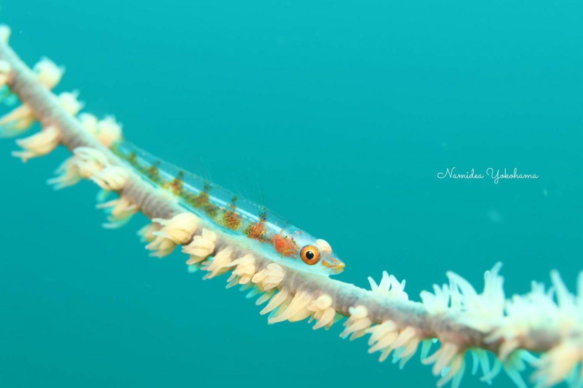 もっと青抜きになる予定だったガラスハゼ