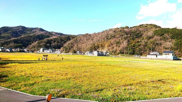 Namidea 春のコテージツアー花畑