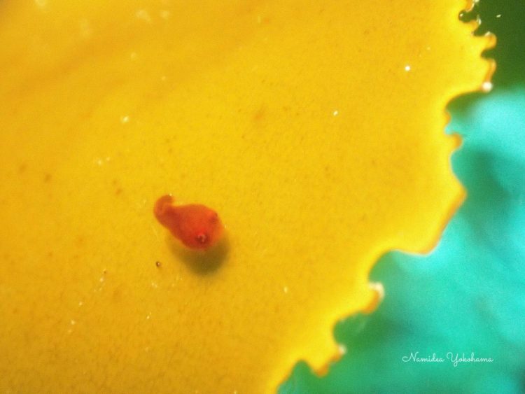 少し成長したダンゴウオ　岩　みたらしダンゴ